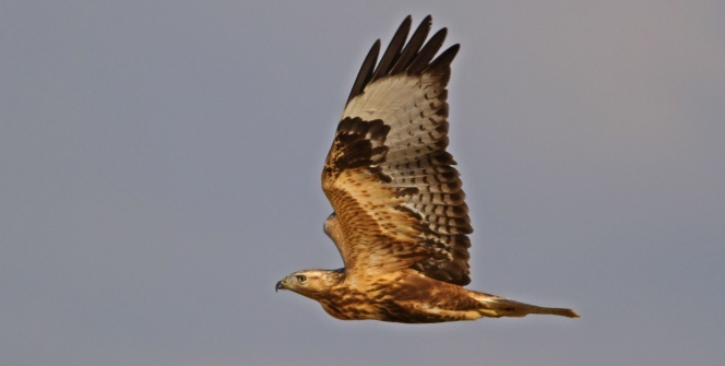 Kastamonu’da şuana kadar 280 kuş türü geçti