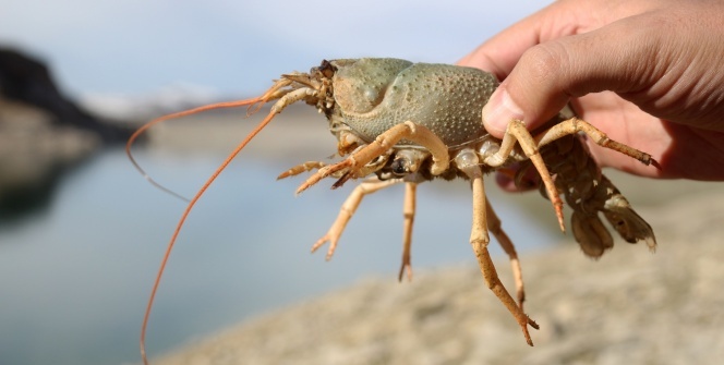 Büyük tehlike! 600 bin yıldan sonra ilk kez görüldü...