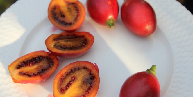 Almanya'da gördü Rize'ye getirdi! Şimdi sipariş yağıyor