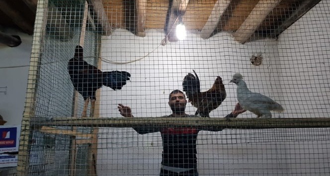 Güvercin sevenler bu mezatta buluşuyor