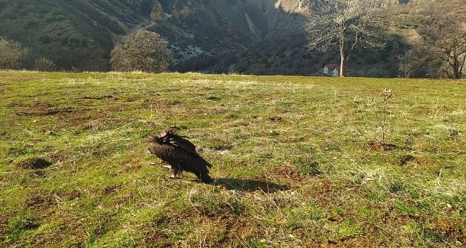 Munzur’da bulunmuştu, o kara akbaba iyileşti doğaya bırakıldı