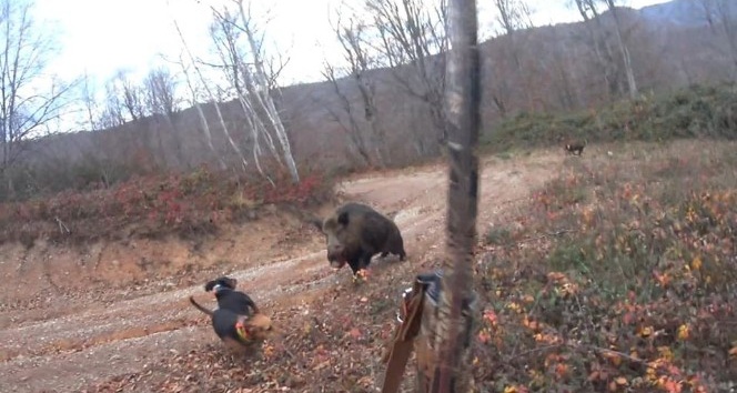 Avlamak istediği yaban domuzunun saldırısına uğrayan avcı ölümden döndü
