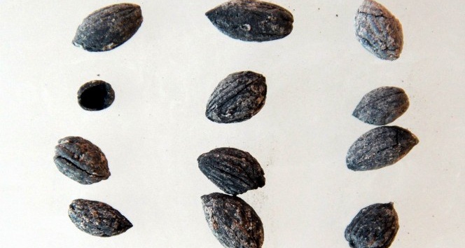 Zeytincilik tarihini değiştirecek araştırma