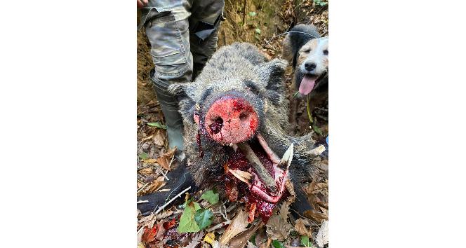 Türkeli’de 350 kiloluk domuz avlandı