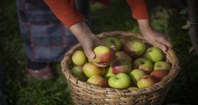 Piraziz elması zincir marketlerdeki yerini aldı