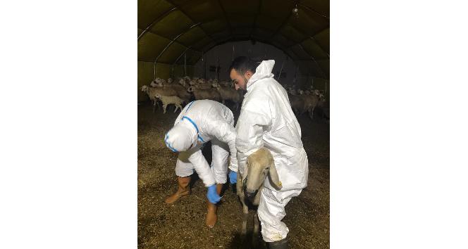 Mucur İlçe Tarım Müdürü İbrahim Yücekaya: