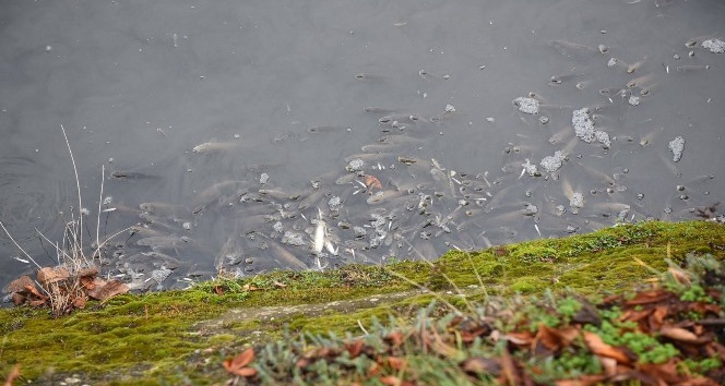 Kastamonu’da Gökırmak nehrinde ölü balıklar kıyıya vurdu