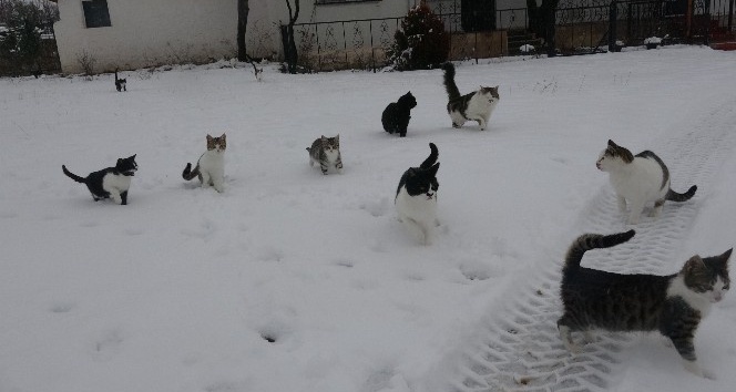 Tokat’ta kar yağışı yüksek kesimlerde etkili oldu