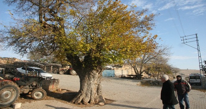 500 yaşında olduğu tahmin edilen dut ağacı koruma altına alındı
