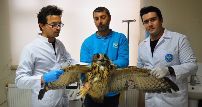 Tedavisi tamamlanan Avrasya Kartal Baykuş’u doğaya salındı