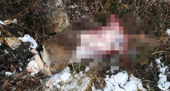 Tunceli’de dağ keçisi ve tavşan avına 30 bin lira ceza