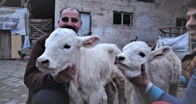 Tokatlı besicinin ikiz buzağı sevinci
