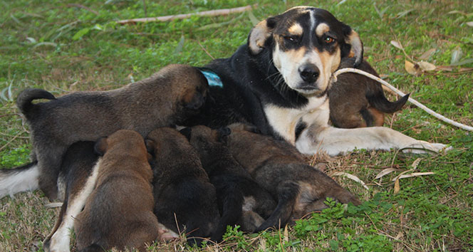 Vicdansizlarin Vurdugu Sokak Kopegi Yavrularina Kavustu