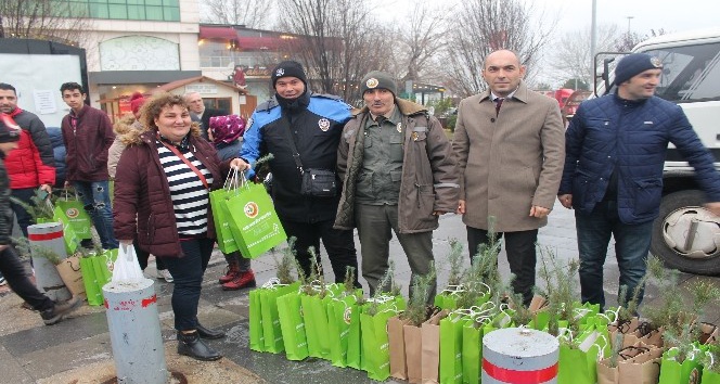 Yalova’da vatandaşlara 2 bin 200 çam fidanı dağıtıldı