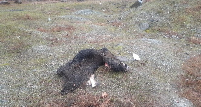 Öldürdükleri domuzları parçaladılar, derilerini yol kenarına bıraktılar