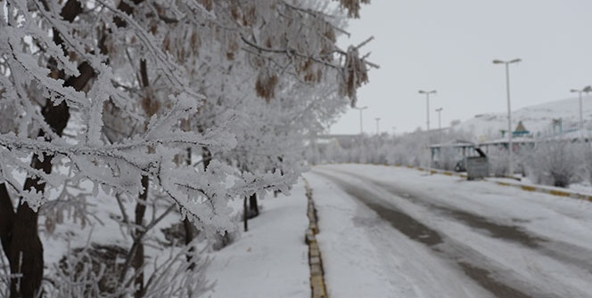 Kırağı tutan ağaçlardan kar yağdırdılar