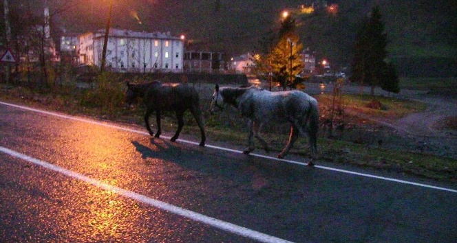 Gürcistan sınırını geçen atların durumu içler acısı