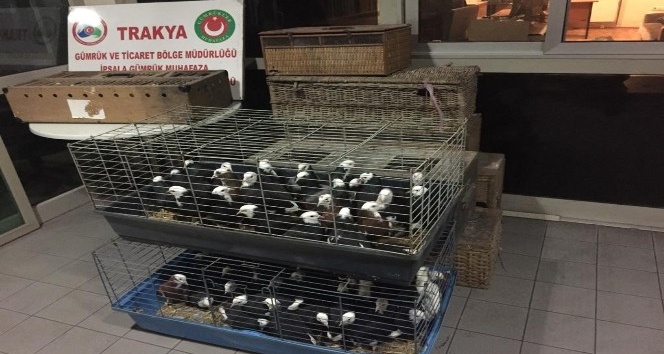 İpsala Sınır Kapısı’nda ticareti yasak olan 235 canlı güvercin ele geçirildi