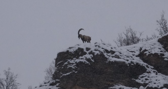 Tunceli’de karda dağ keçileri yiyecek ararken görüntülendi