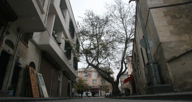 250 yıllık tarihi çınar ağacı caddeye renk katıyor
