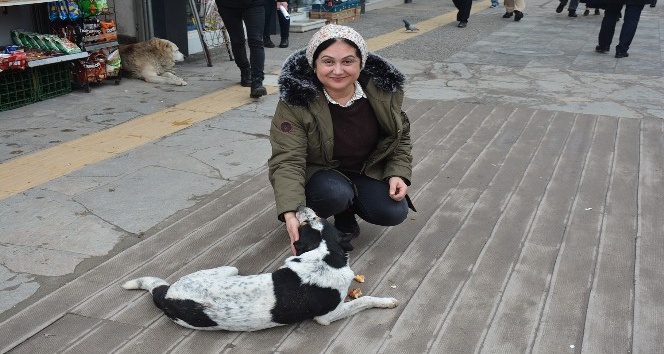 Soğuk kış aylarında sokak köpeklerine destek oluyor