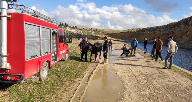 Sulama kanalına düşen ineği itfaiye ekipleri kurtardı