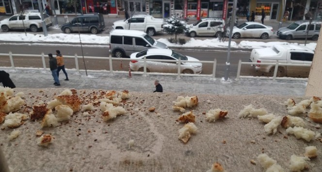Belediye çalışanları kuşlar için yiyecek bıraktı