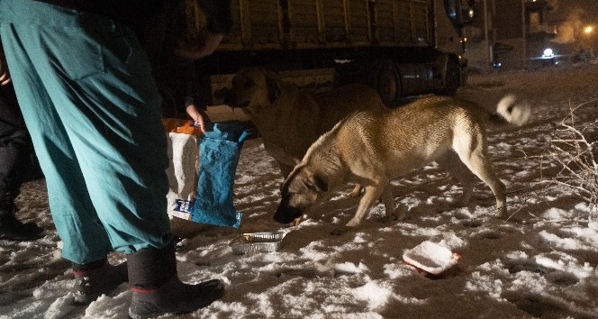 Isparta’da yoğun kar yağışı altında sokak hayvanlarını besleme operasyonu