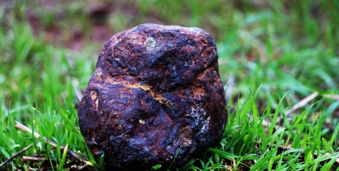 Odun toplarken buldu, fotoğrafını çekip bilim adamlarına attı