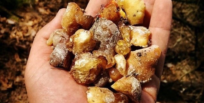 Kilosu altınla yarışıyor: Tam bir şifa deposu