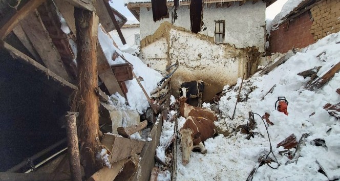 Üzerinde kar biriken ahırın çatısı çöktü, hayvanlar enkaz altında kaldı