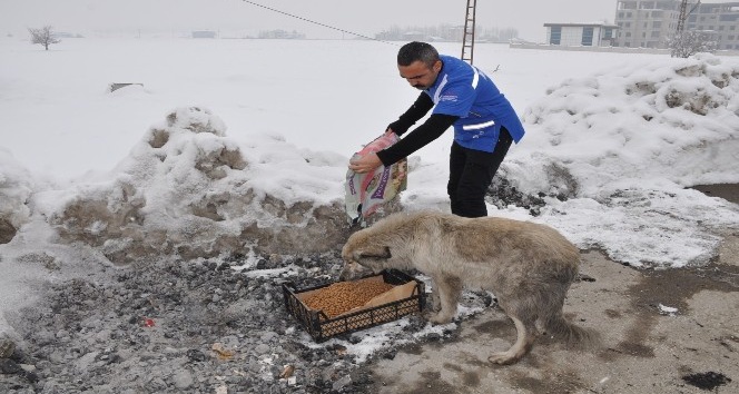 Yüksekova’da sokak hayvanları için yiyecek bırakıldı