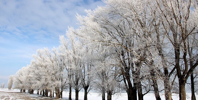 Erzurum'da kırağı sonrası görsel şölen
