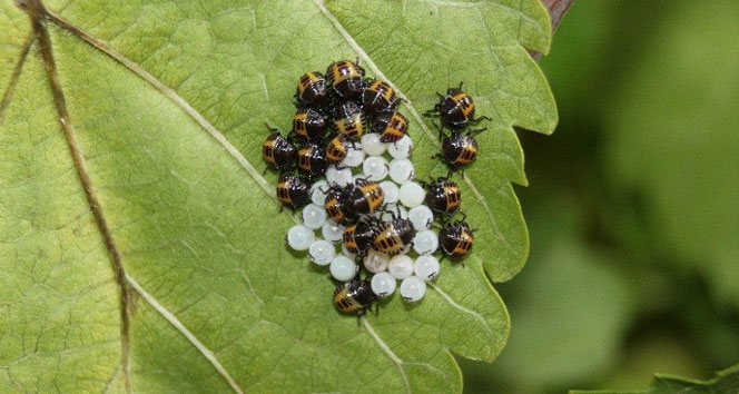 İstilacı böcekler tarım arazilerinden sonra ormanlara yöneldi