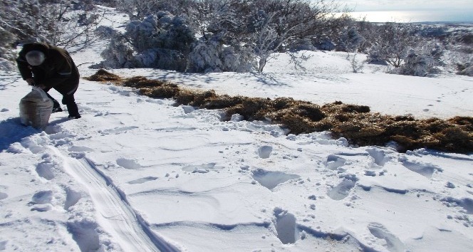 Tekirdağ’da karlı yüksek kesimlere yarım ton yem bırakıldı