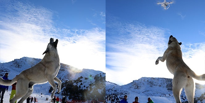 Havadaki droneyi yakalamaya çalışan köpek ilginç görüntü oluşturdu