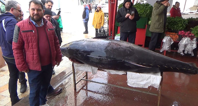 Sardalya avlarken, 450 kiloluk orkinos yakaladılar