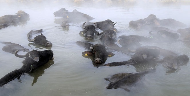 Mandaların eksi 10 derecede kaplıca sefası