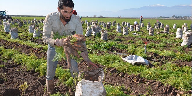Havucun sofraya zahmetli yolculuğu