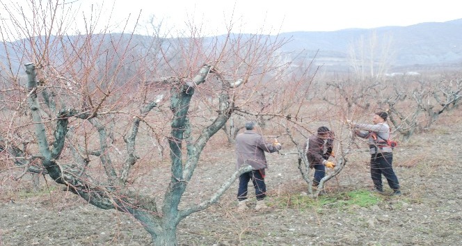 Geciken kışa üreticilerden budama önlemi