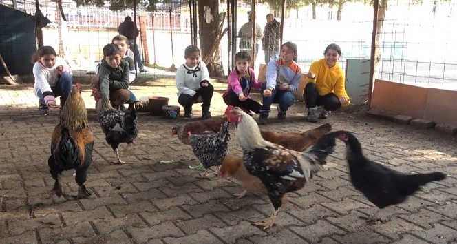 Okula kurulan kümesle öğrencilere hayvan sevgisi aşılanıyor