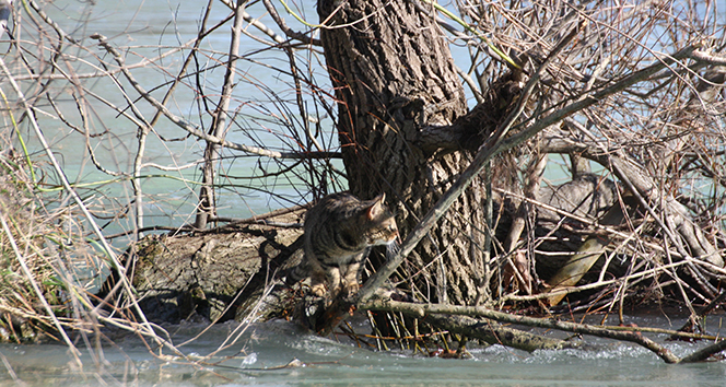 Şelaledeki su seviyesi yükselince iki kedi ağaçta mahsur kaldı