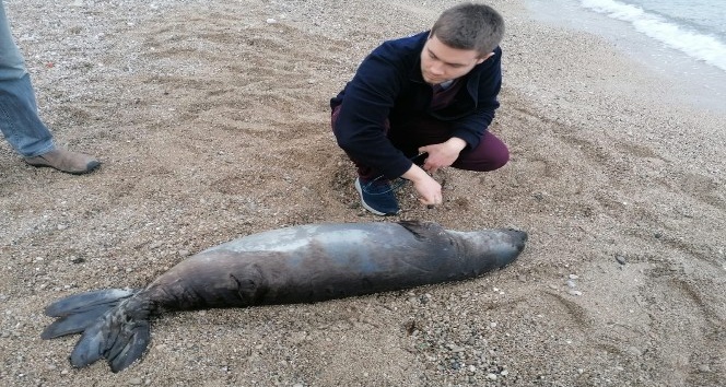 Antalya’da ölü Akdeniz foku kıyıya vurdu