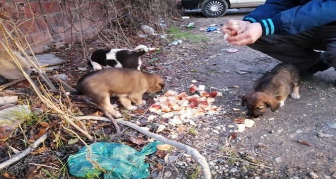 Sakarya’da yavru köpekler çuvala koyularak ölüme terk edildi