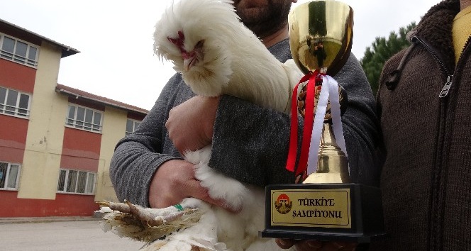 (Özel) Türkiye şampiyonu Osmanlı horozu ‘Pusat’a paha biçilemiyor