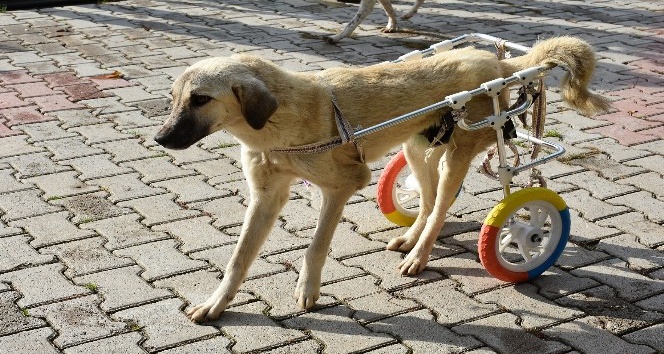 Engelli hayvanlar yürüteçle hayata bağlandı