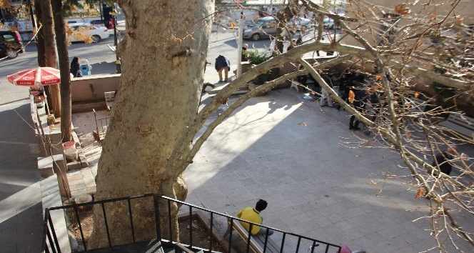 400 yıllık anıt ağaç güvenlik gerekçesiyle kesilecek