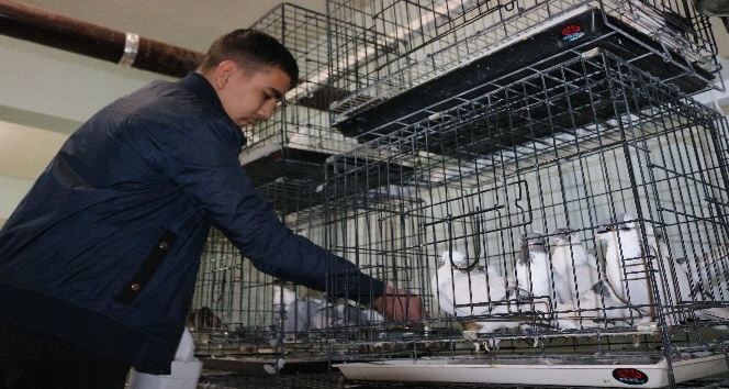 Diyarbakır’da üç bina güvercinler için otele çevrildi