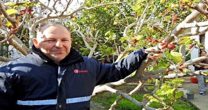 İzmir’de dut ağacı kış ortasında meyve verdi