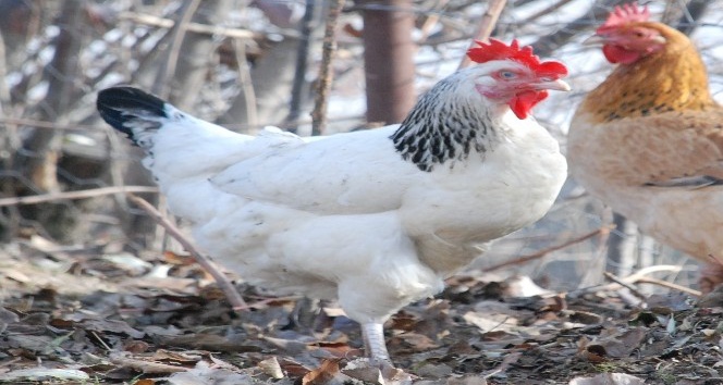 Düzce’de aralık ayında 2,5 milyon tavuk satıldı